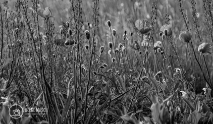 Mohnwiese in Monochrome