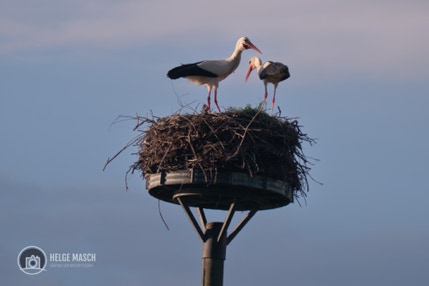 Storchenpaar auf dem Nest