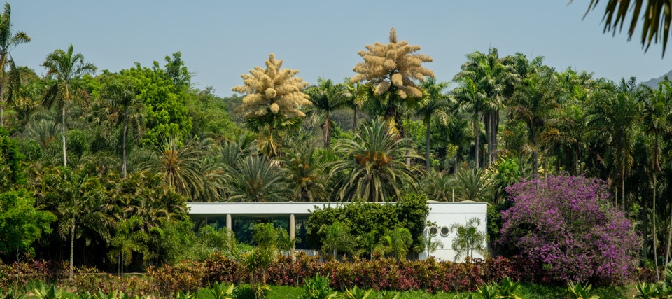 Schopfpalmen in Inhotim - Brasilien