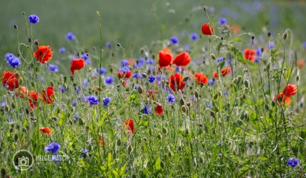 Mohnwiese