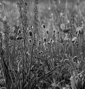 Mohnwiese in Monochrome