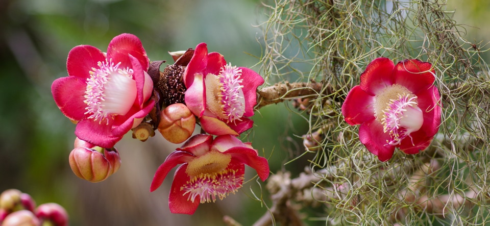 Kanonenkugelbaum im Botanischen Garten in Rio de Janeiro