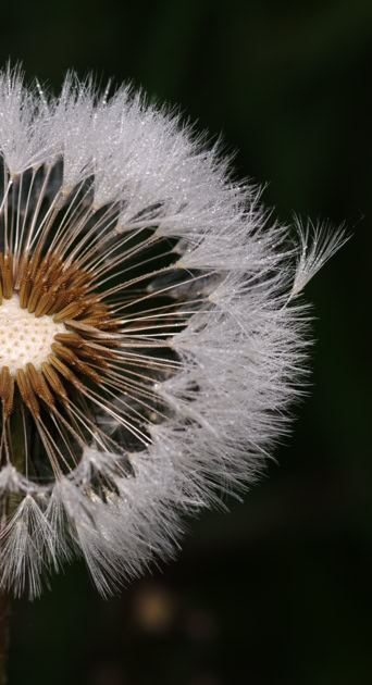 Pusteblume ⓒ Helge Masch