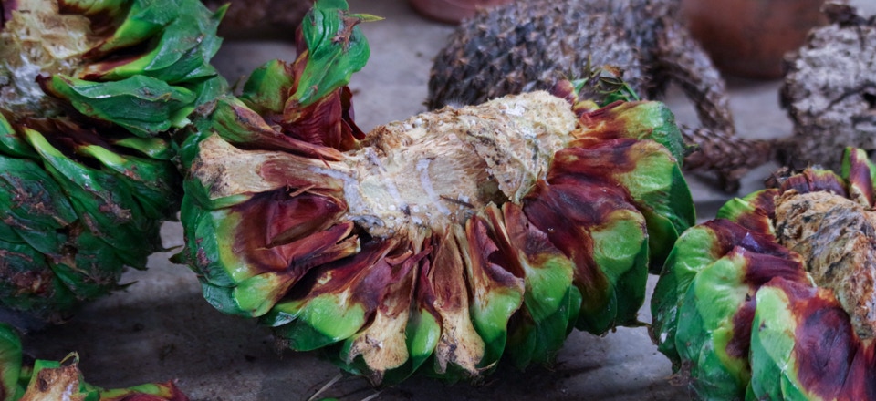 Zapfen einer Queensland-Araukarie