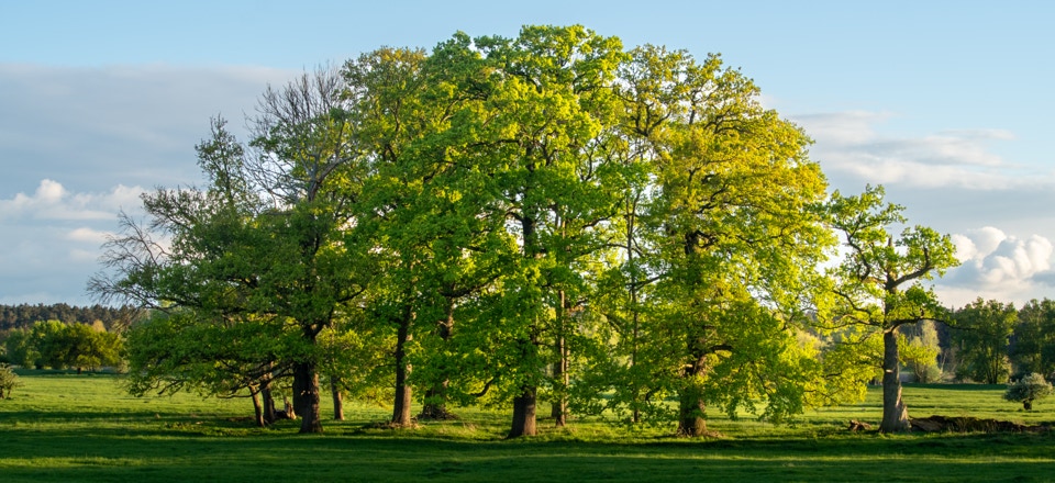 Baumgruppe an der Elbe bei Lenzerwische