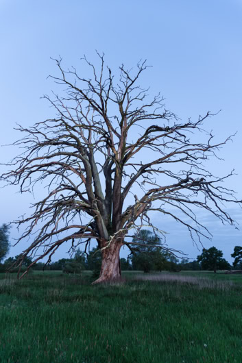 Alte Eiche ⓒ Helge Masch